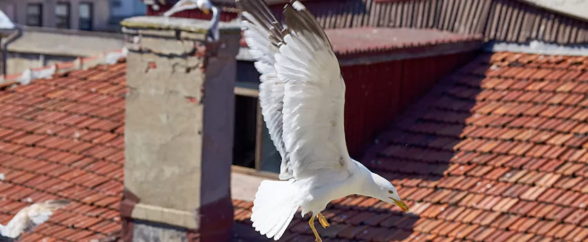 Residential Chimney Animal Removal Solution in Abington, MA